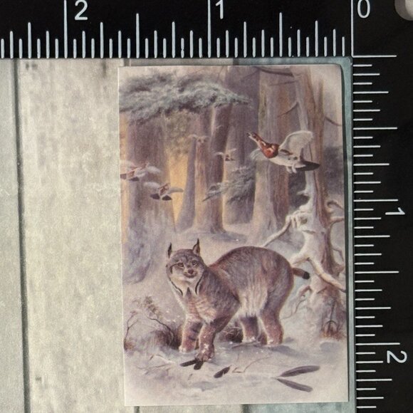 ๐10/$10๐ Classic Vicious Cats Lion Tiger Cheetah Reusable Washi Sticker Decal - Picture 1 of 1